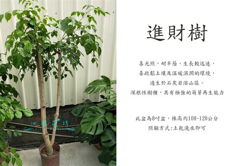 進財樹掉葉|海南菜豆樹 (進財樹) 和裂葉福祿桐如何種植照顧施肥